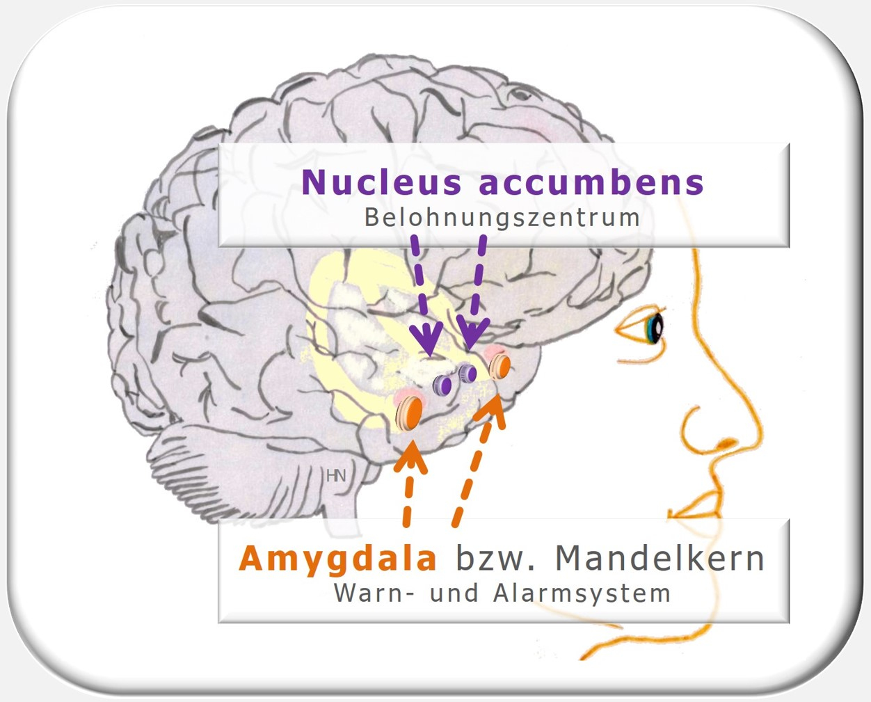 PSI-Theorie, Persönlichkeitstest, Diagnostik, Zürcher Ressourcen Modell, Amygdala, Nucleus accumens, Hartmut Neusitzer, Change