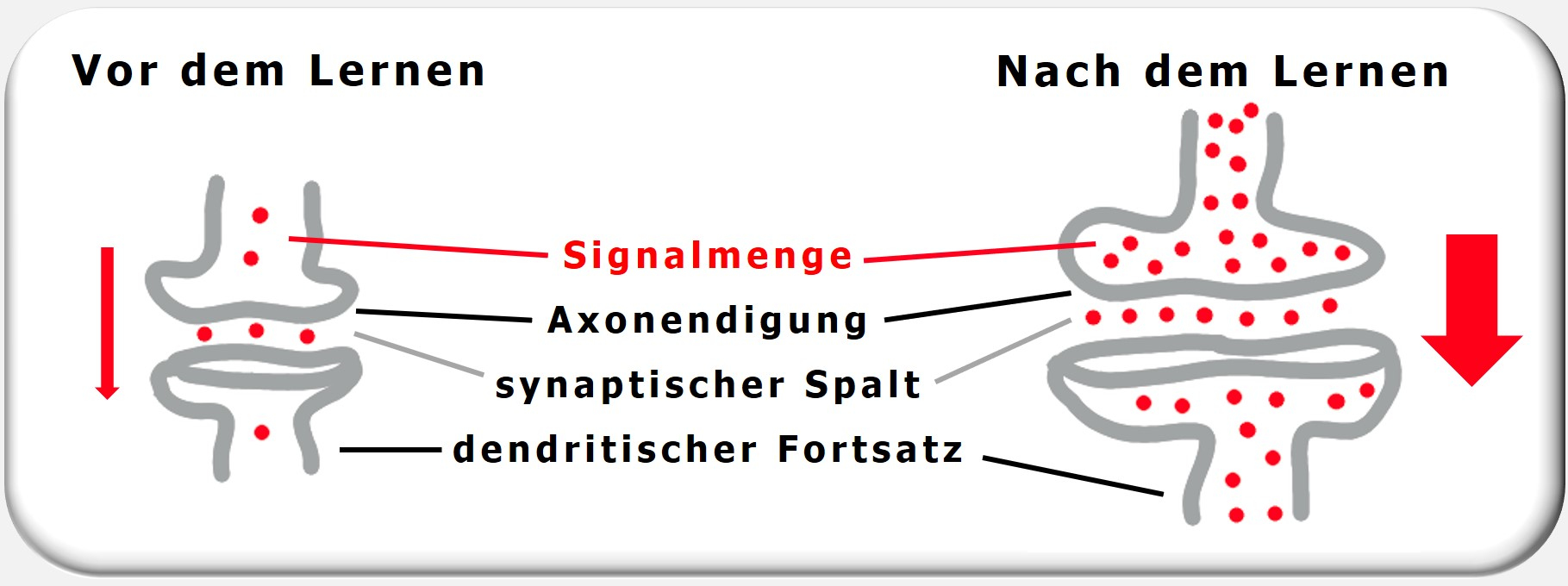 Synaptischer Spalt, neuronale Plastizität, Zweitreaktion, Maja Storch, Zürcher Ressourcen Modell, Julius Kuhl, PSI-Theorie, Hartmut Neusitzer, Ressourcencoach