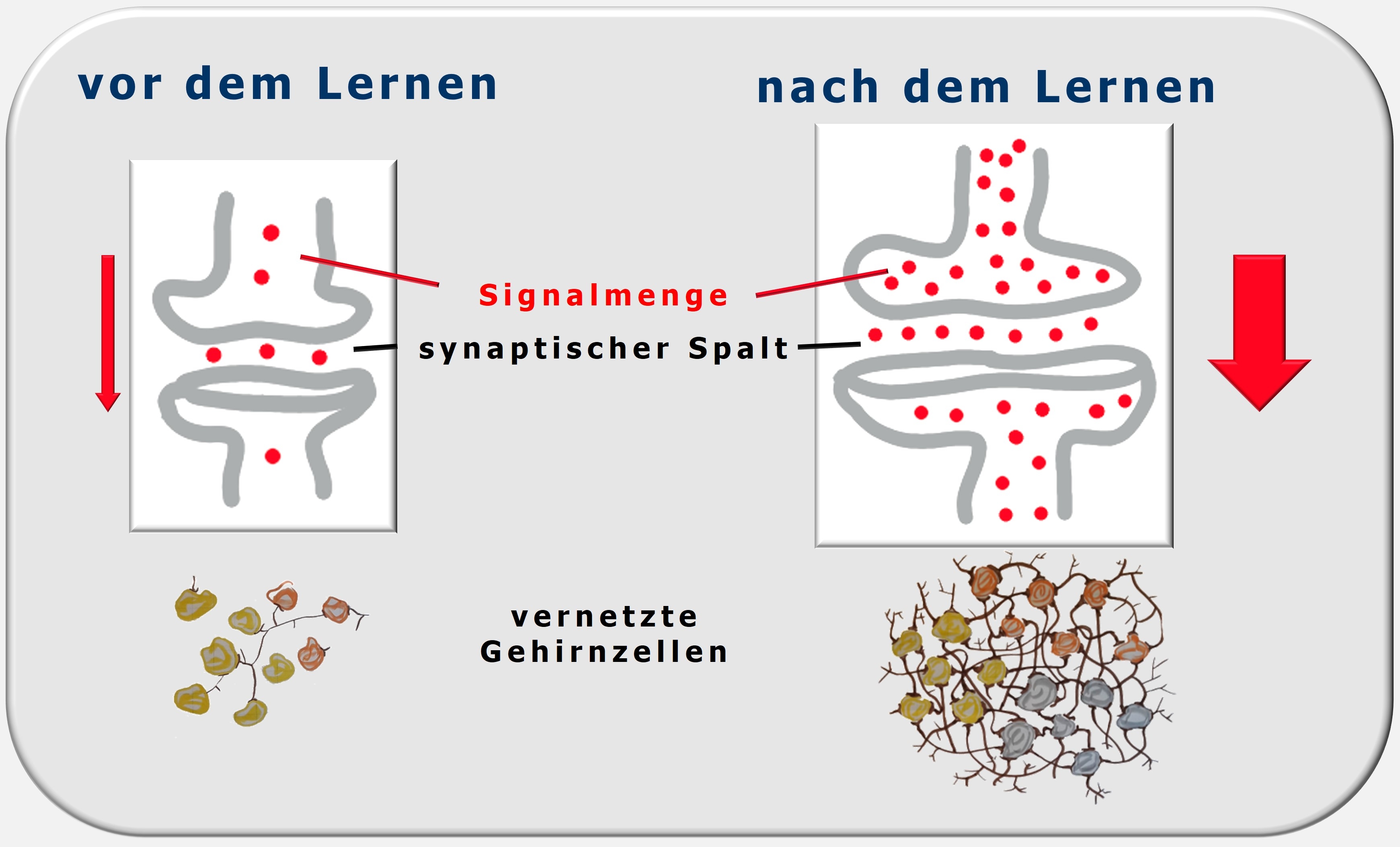 Synaptischer Spalt, neuronale Plastizität, Zweitreaktion, Maja Storch, Zürcher Ressourcen Modell, Julius Kuhl, PSI-Theorie, Hartmut Neusitzer, Ressourcencoach