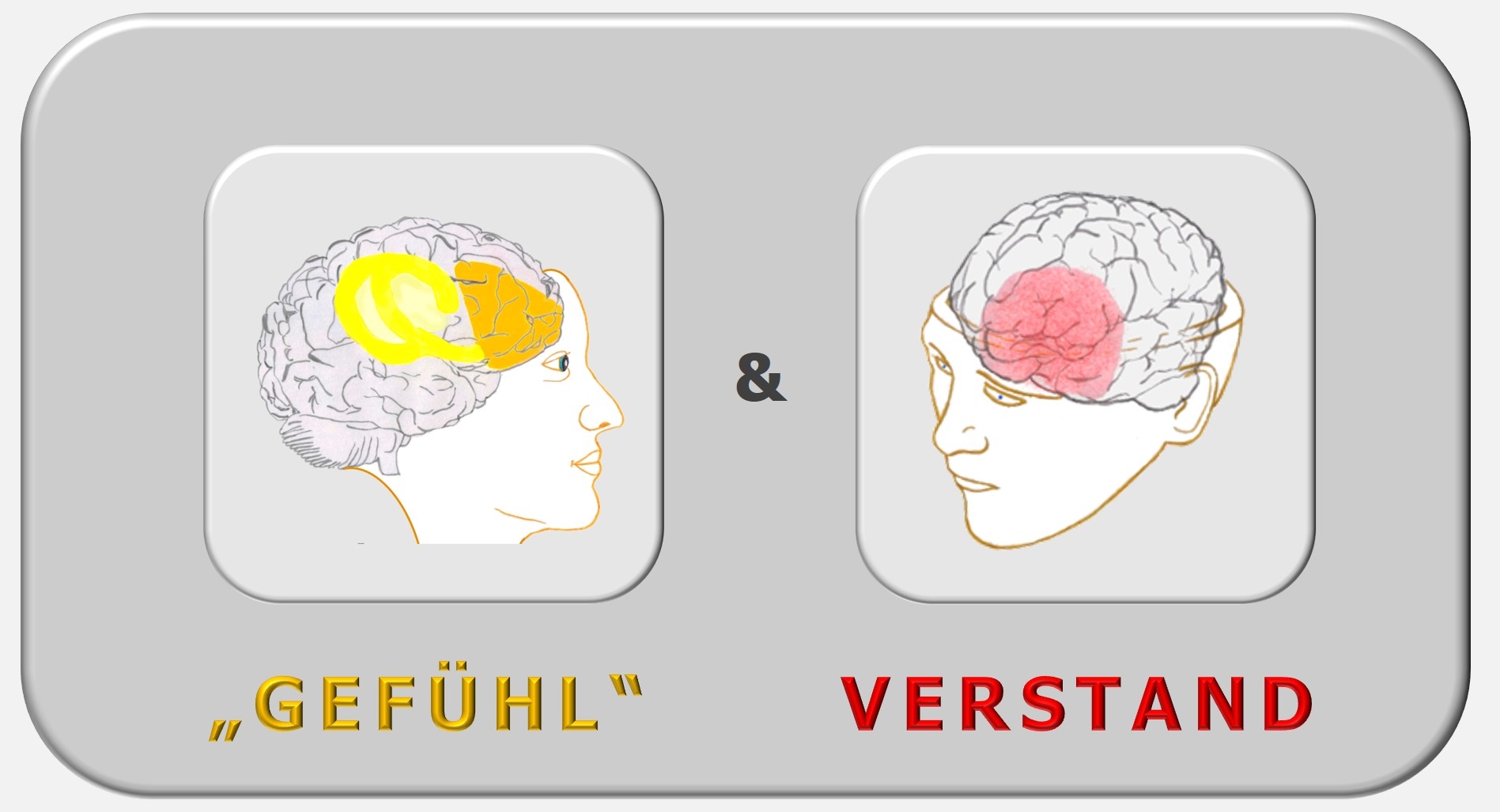 Gefühl, Verstand, limbisches System _ Hartmut Neusitzer